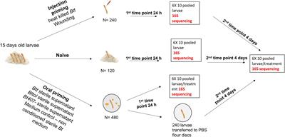 Oral Immune Priming Treatment Alters Microbiome Composition in the Red Flour Beetle Tribolium castaneum